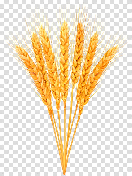 Wheat, Emmer, Grain, Cereal, Common Wheat, Ear, Einkorn Wheat, Whole Grain transparent background PNG clipart