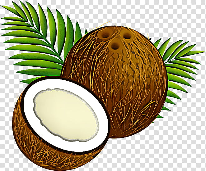 Palm tree, Coconut, Attalea Speciosa, Plant, Arecales transparent background PNG clipart