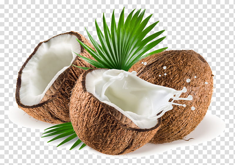 Palm tree, Coconut, Coconut Water, Arecales, Plant, Attalea Speciosa transparent background PNG clipart