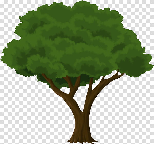 Oak Tree Drawing, Trunk, Tree Planting, Pruning, Plants, Tree Stump, Forest, Leaf transparent background PNG clipart