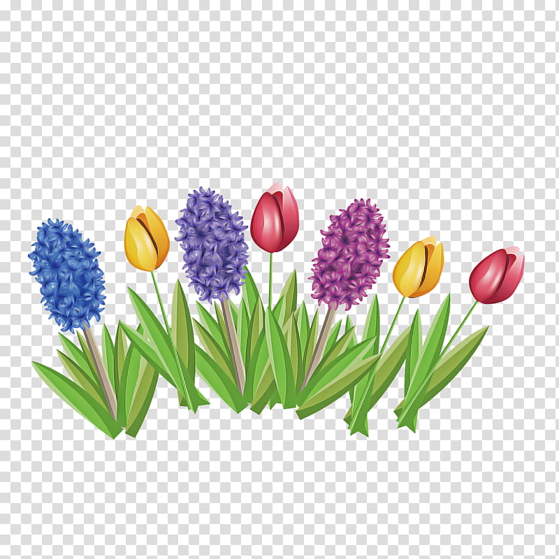 flower tulip plant grass grape hyacinth, Lily Family, Petal transparent background PNG clipart
