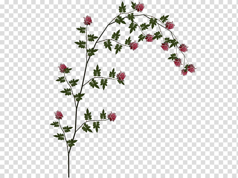 Pink Rose Vine , red flowers transparent background PNG clipart