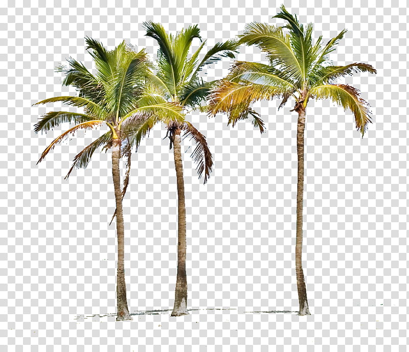 Date Tree Leaf, Miami, Indian Shores, West Palm Beach, Palm Trees, Palms Hotel Spa, Asian Palmyra Palm, Miami Beach transparent background PNG clipart