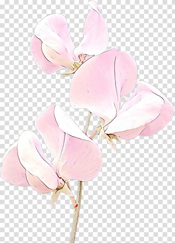 pink petal flower plant sweet pea, Cartoon, Cut Flowers, Magnolia, Moth Orchid, Magnolia Family, Herbaceous Plant transparent background PNG clipart