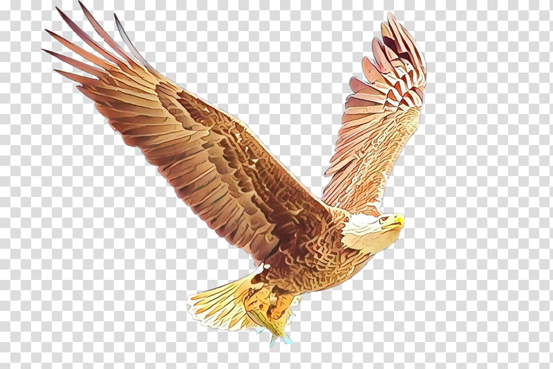 Golden, Bald Eagle, Bird, Golden Eagle, Hawk, Bird Of Prey, Animal, Falconry transparent background PNG clipart