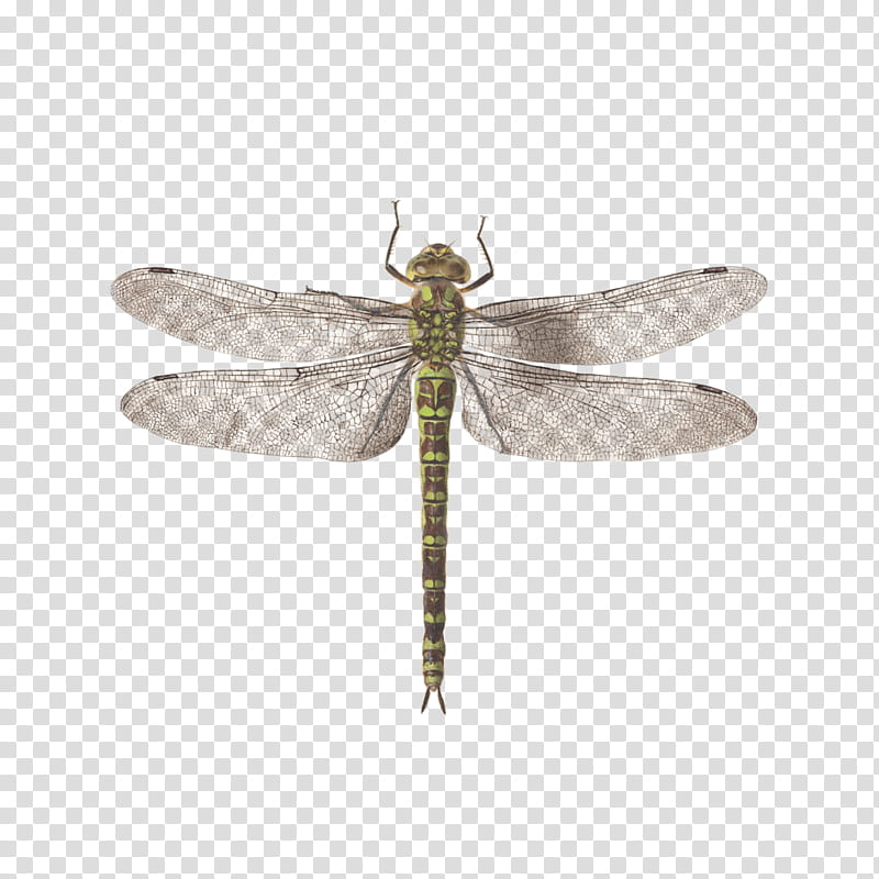 Dragonfly Insect, Tattly, Animalia Rationalia Et Insecta Ignis Plate Ii, Drawing, Insect Wing, Pterygota, Damselflies, Artist transparent background PNG clipart