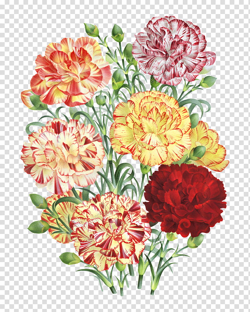 Pink Flower, Carnation, Floral Design, Flower Bouquet, Painting, Artist, Lithography, Petal transparent background PNG clipart