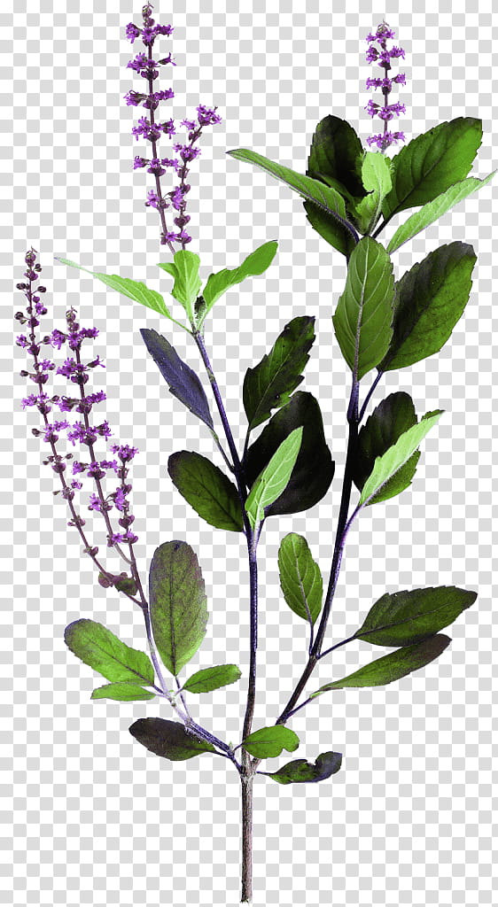 Tea Leaf Basil Holy Basil Herb Food Vegetarian Cuisine