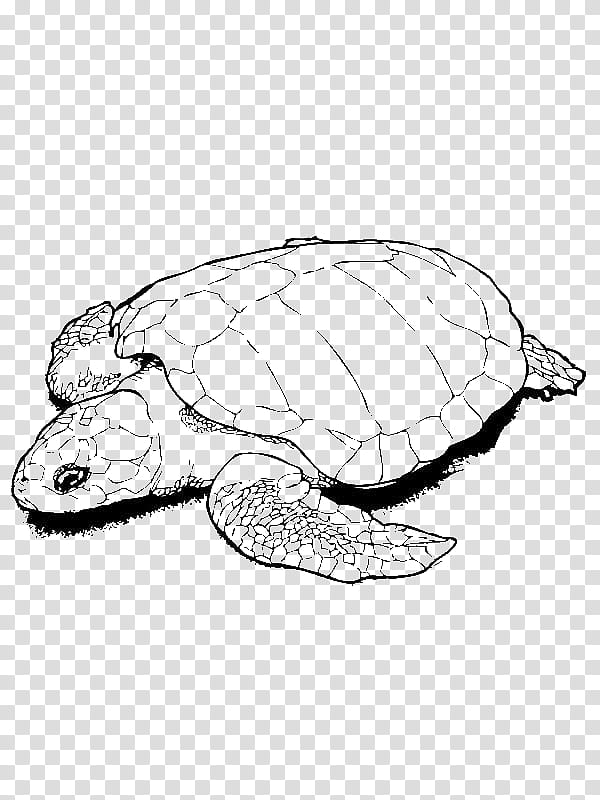Sea Turtle, Drawing, Coloring Book, Sea Turtle Conservancy, Kemps Ridley Sea Turtle, Hatching, Animal, Green Sea Turtle transparent background PNG clipart