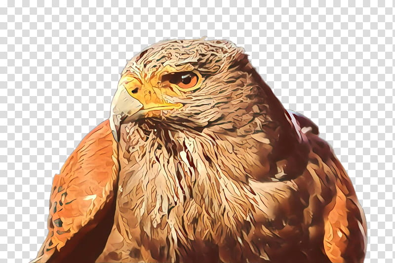 hawk bird bird of prey falcon beak, Cartoon, Accipitridae, Kite, Golden Eagle, Sharpshinned Hawk transparent background PNG clipart