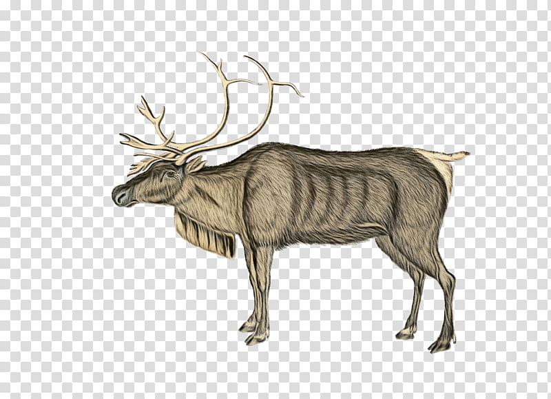 Reindeer, Watercolor, Paint, Wet Ink, Elk, Wildlife, Antler, Moose transparent background PNG clipart
