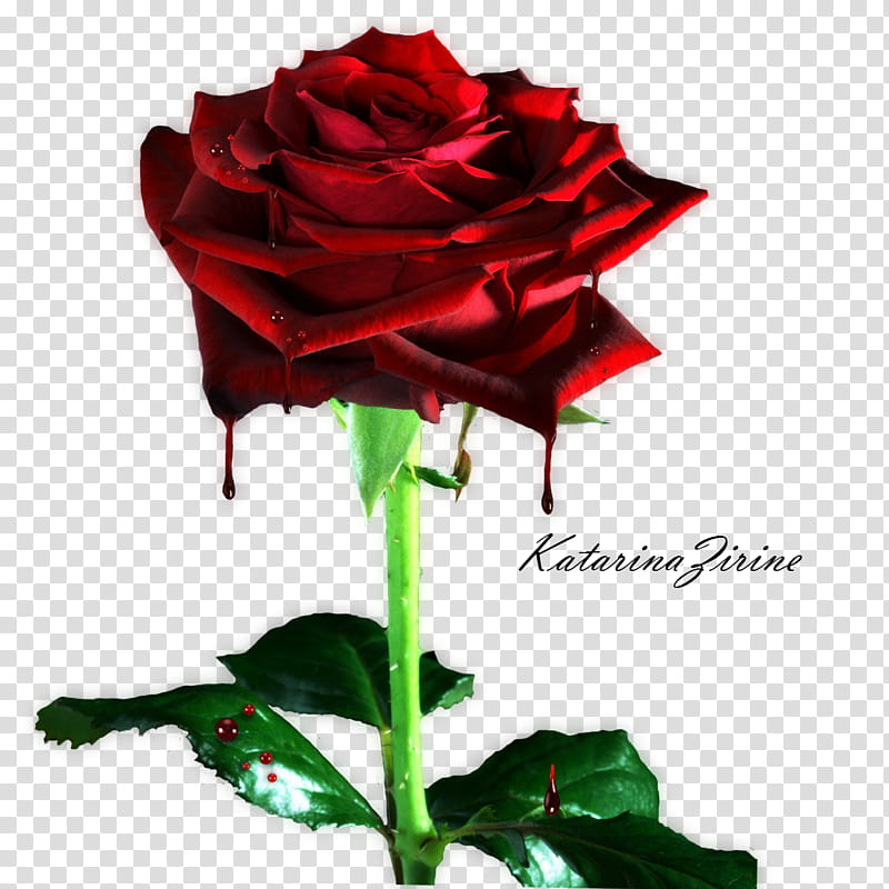 Bleeding Rose, red rose flower transparent background PNG clipart