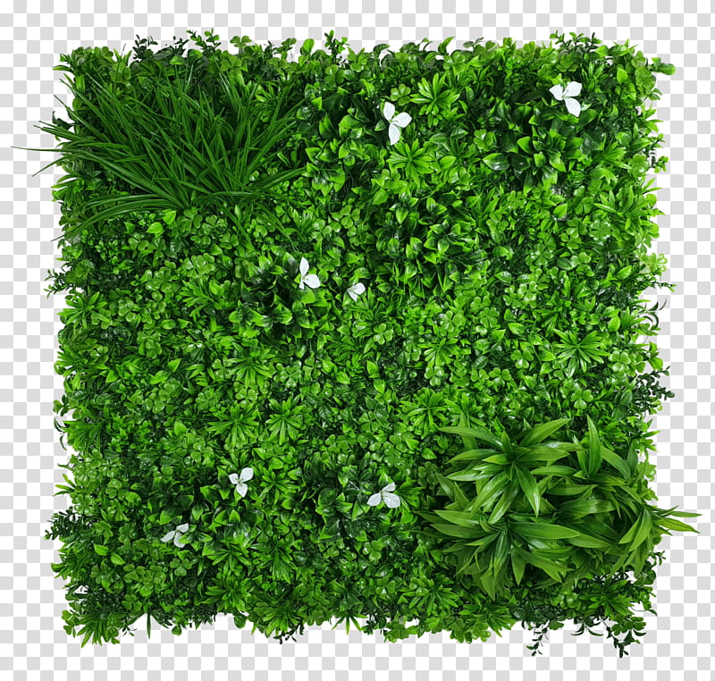 Green Grass, Green Wall, Garden, Hedge, Green Roof, Lawn, Designer Vertical Gardens, Shrub transparent background PNG clipart