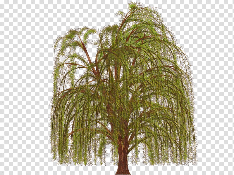 Palm Tree, Palm Trees, Sabal Palm, Howea Forsteriana, Areca Palm, Plants, Persian Silk Tree, Arecales transparent background PNG clipart