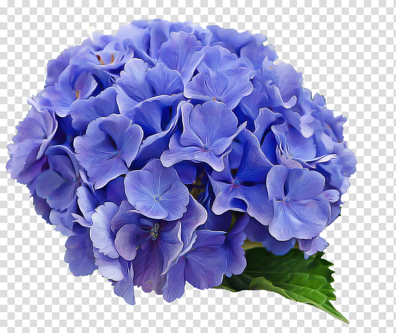 flower flowering plant blue hydrangea hydrangeaceae, Petal, Purple, Violet, Cut Flowers transparent background PNG clipart