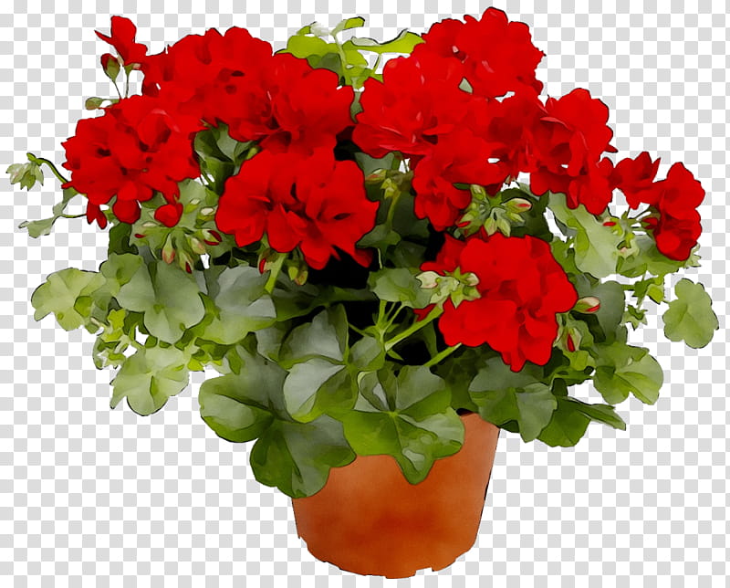 Bouquet Of Flowers, Geraniums, Houseplant, Annual Plant, Pruning, Blossom, Garden, Plants transparent background PNG clipart