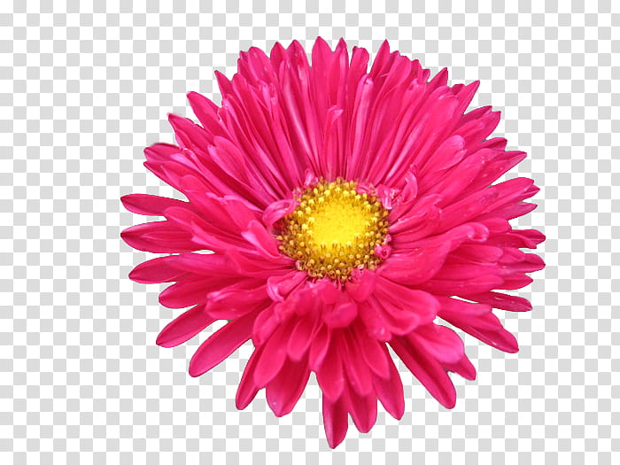 Flowers, Chrysanthemum, Marguerite Daisy, Cut Flowers, Blog, Transvaal Daisy, Home Page, Pink transparent background PNG clipart