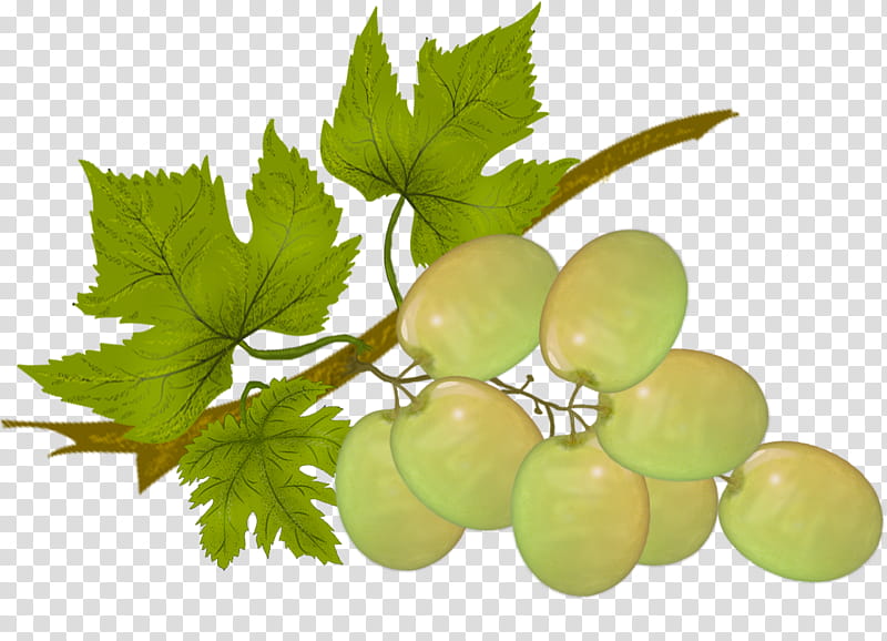 White Grape, white grape illustartion transparent background PNG clipart