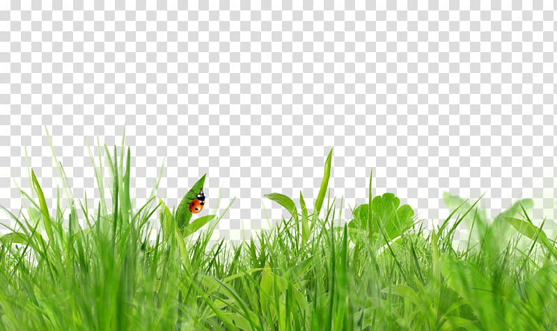 , red and black ladybug perched on green grass illustration transparent background PNG clipart