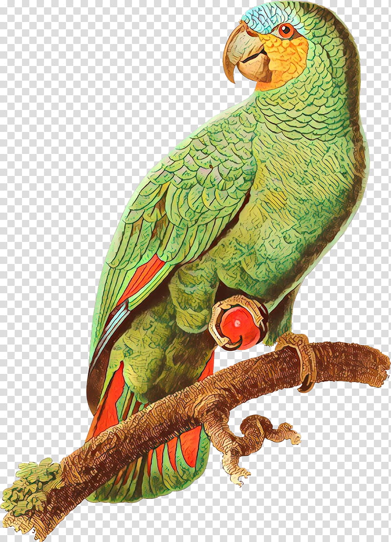 Bird Parrot, Macaw, Parakeet, Beak, Feather, Pet, Budgie, Lorikeet transparent background PNG clipart