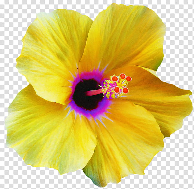 petal flower yellow hawaiian hibiscus hibiscus, Plant, Mallow Family, Morning Glory, Chinese Hibiscus transparent background PNG clipart