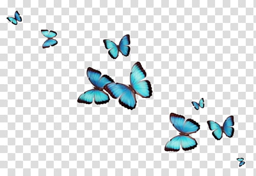 monarch butterflies transparent background PNG clipart