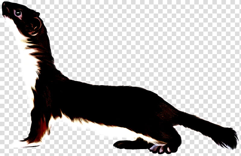 tail cat claw oriental longhair animal figure transparent background PNG clipart