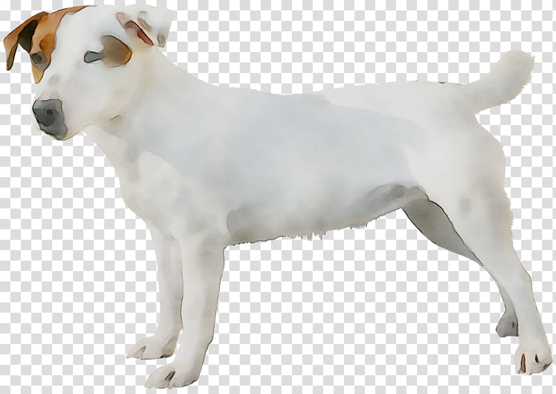 Cartoon Dog, Jack Russell Terrier, Parson Russell Terrier, Companion Dog, Breed, Rare Breed Dog, Ancient Dog Breeds transparent background PNG clipart