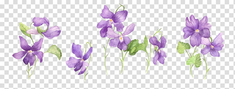 Sweet Pea Flower, Crocus, Plants, Blume, Viola Riviniana, Irises, Violet, Plant Stem transparent background PNG clipart