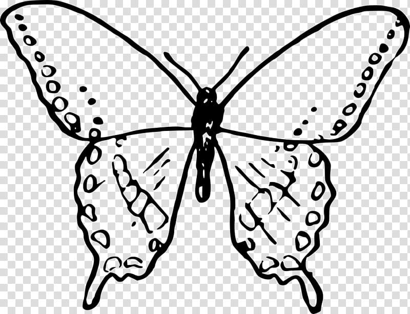 Monarch Butterfly Drawing, Insect, Coloring Book, Birdwing, Butterfly Gardening, Cabbage White, Zebra Longwing Butterfly, User Interface transparent background PNG clipart