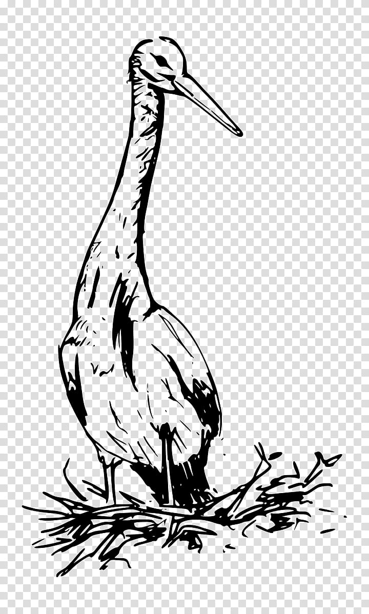 Crane Bird, White Stork, Duck, Beak, Little Egret, Drawing, Animal, Bird Nest transparent background PNG clipart