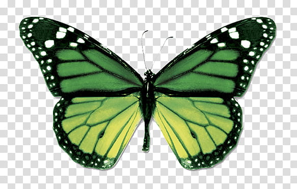 mariposas, green butterfly on blue background transparent background PNG clipart