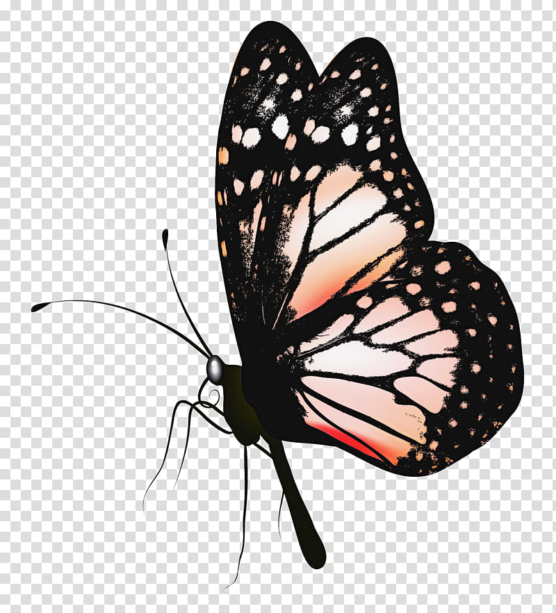 Monarch butterfly, Moths And Butterflies, Insect, Brushfooted Butterfly, Pollinator, Cynthia Subgenus transparent background PNG clipart