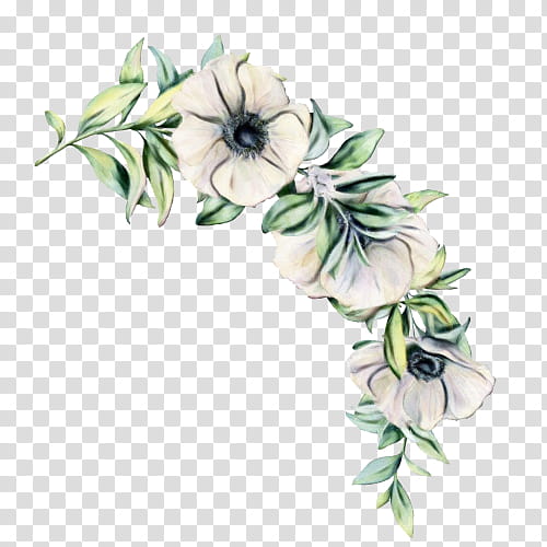 Floral Flower, Floral Design, Cut Flowers, Rose Family, Flower Bouquet, Plant, Petal, Morning Glory transparent background PNG clipart
