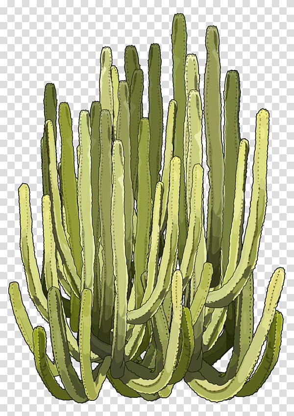 Pencil, Cactus, Euphorbia Canariensis, Succulent Plant, Euphorbia Ingens, Euphorbia Balsamifera, Crownofthorns, Pencil Cactus transparent background PNG clipart
