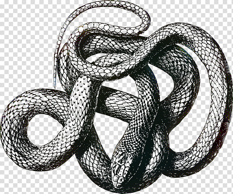 Snake, Snakes, Vipers, Black Rat Snake, Reptile, Drawing, King Cobra, Black Mamba transparent background PNG clipart