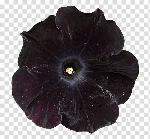 RNDOM, black Petunia flower transparent background PNG clipart