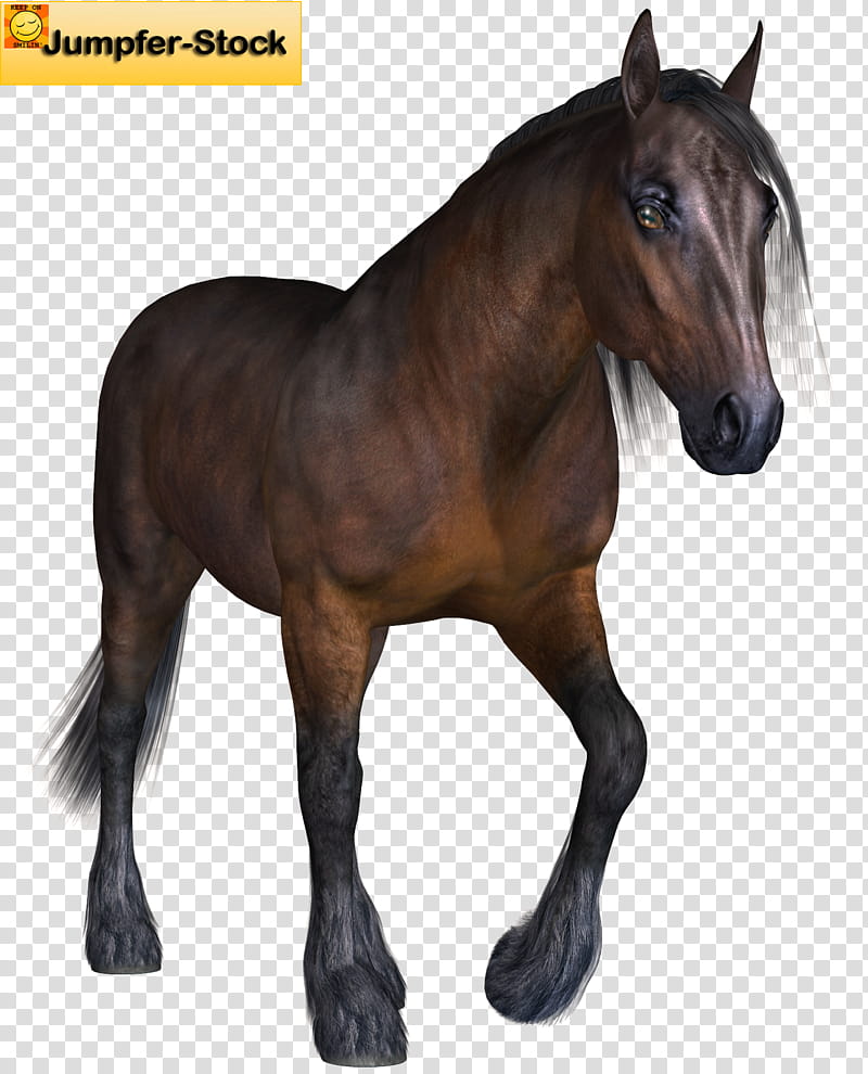 Horse , brown and black horse transparent background PNG clipart