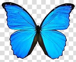 blue morpho butterfly transparent background PNG clipart