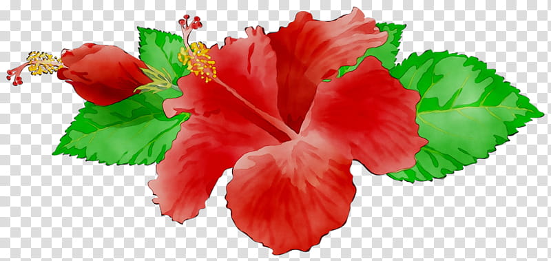 Hawaiian Flower, Rosemallows, Leaf, Petal, Red, Hawaiian Hibiscus, Plant, Mallow Family transparent background PNG clipart
