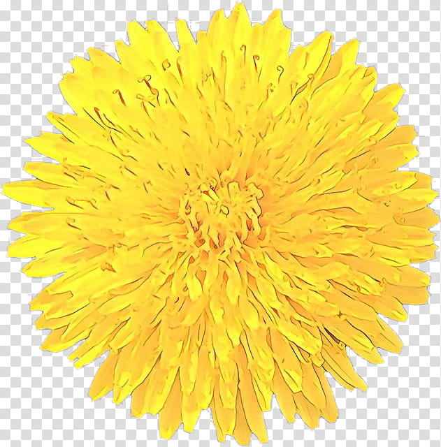 yellow dandelion drawing