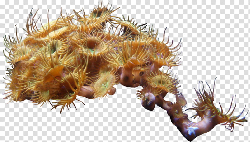 corals shells , sea anemones transparent background PNG clipart