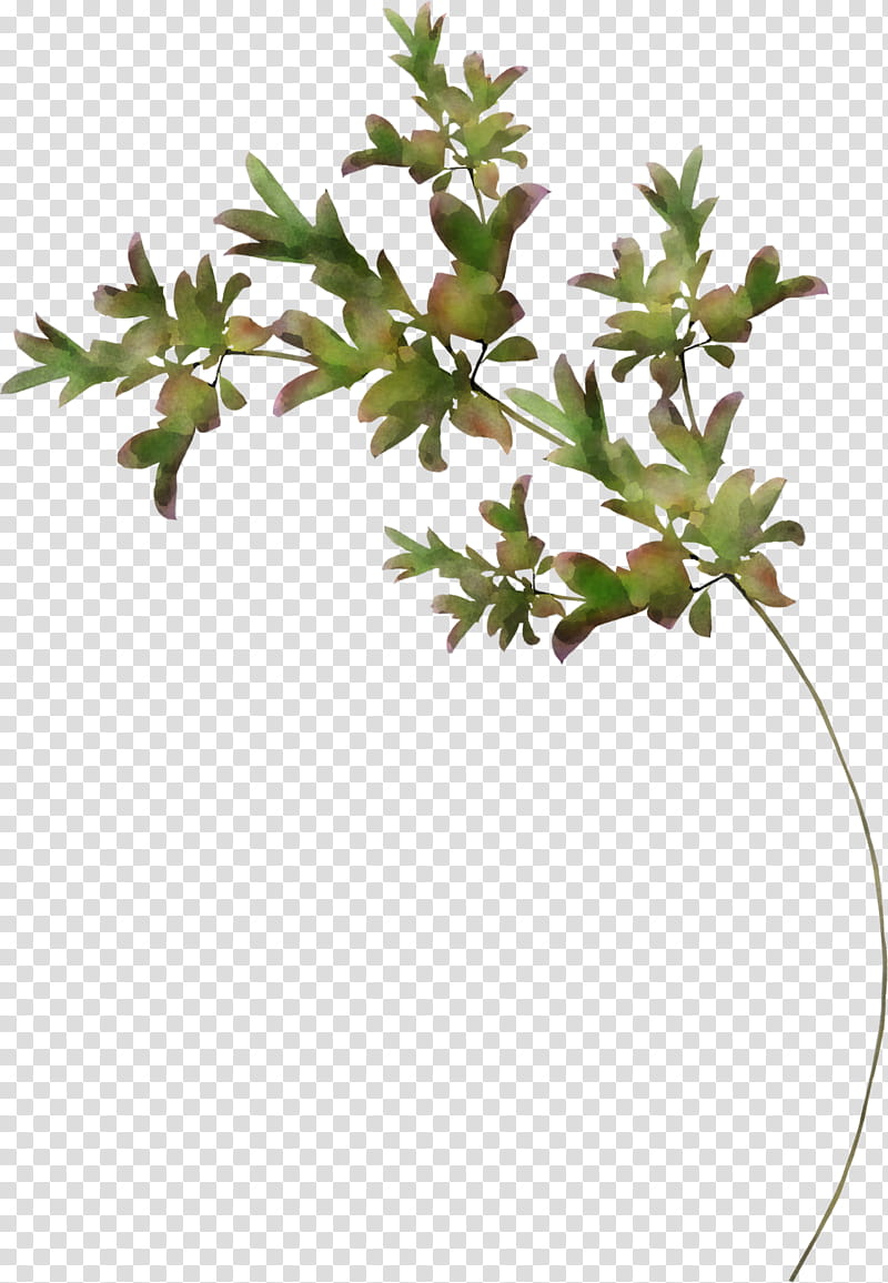 flower plant leaf branch plant stem, Shrub, Subshrub, Herb, Daphne transparent background PNG clipart