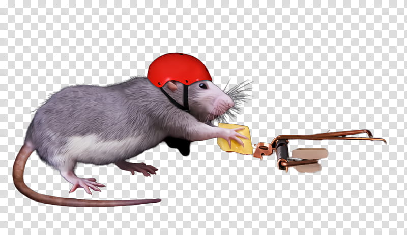 rat mouse muridae pest muroidea, Mousetrap, Animation transparent background PNG clipart
