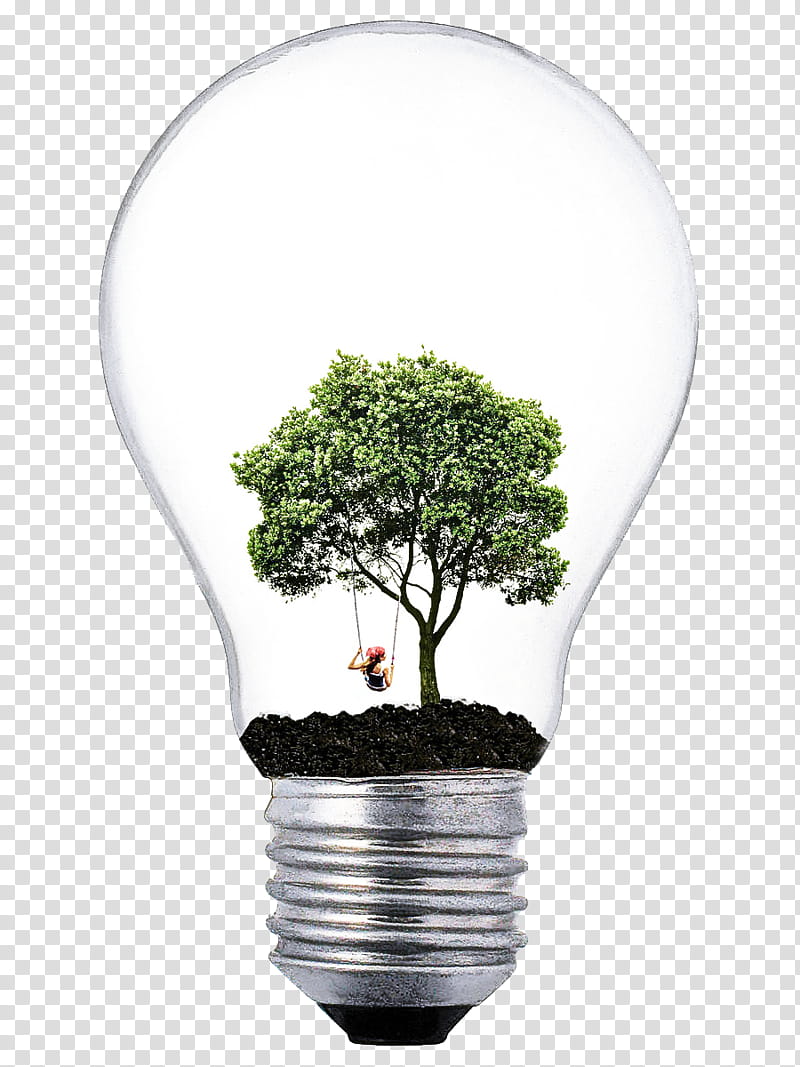 Light bulb, Flowerpot, Green, Tree, Plant, Leaf, Grass, Houseplant transparent background PNG clipart