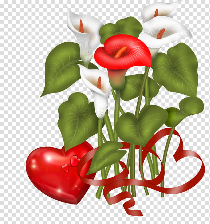 Valentine day Zantedeschia, white and red peace lily flowers transparent background PNG clipart