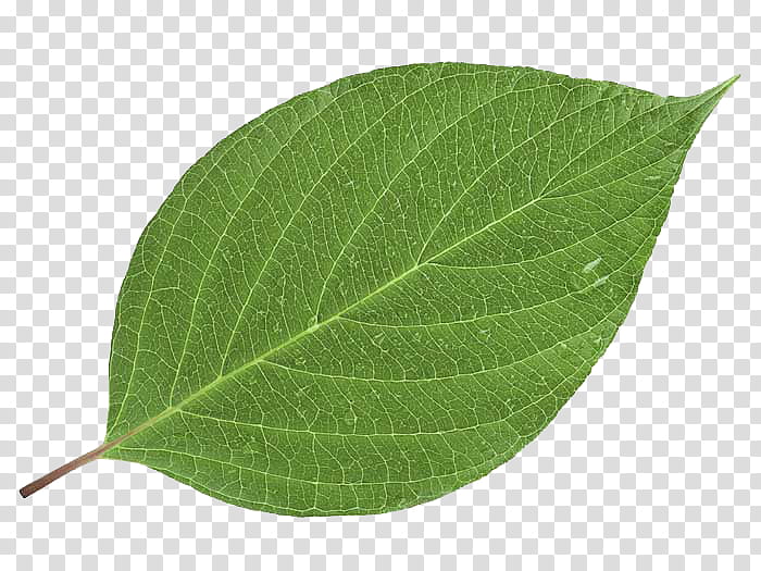 Leaves, green leafed plant transparent background PNG clipart