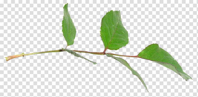 rose leaf, ovate green leaves transparent background PNG clipart