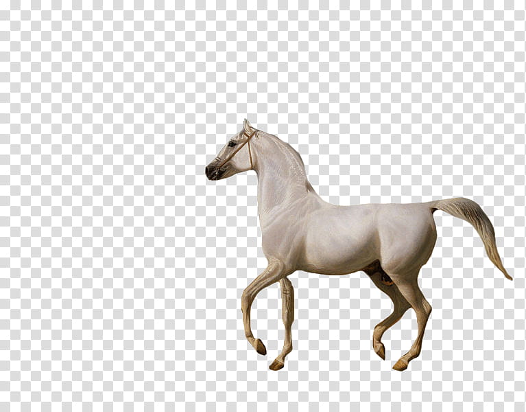 Wellesley Grey Horse transparent background PNG clipart