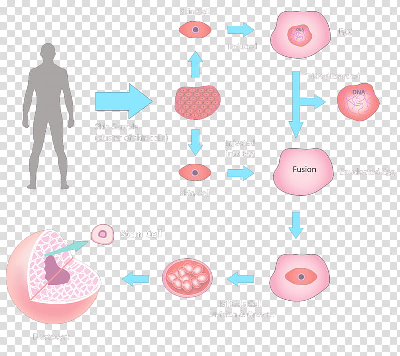 Medicine, Stem Cell, Embryonic Stem Cell, Stemcell Therapy, Inner Cell Mass, Induced Pluripotent Stem Cell, Blastocyst, Regeneration transparent background PNG clipart